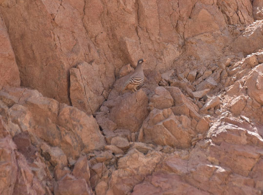 Arabische zandpatrijs - Sand Partridge