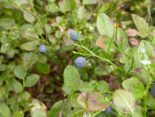 Vaccinium myrtillus - Blauwe bosbes