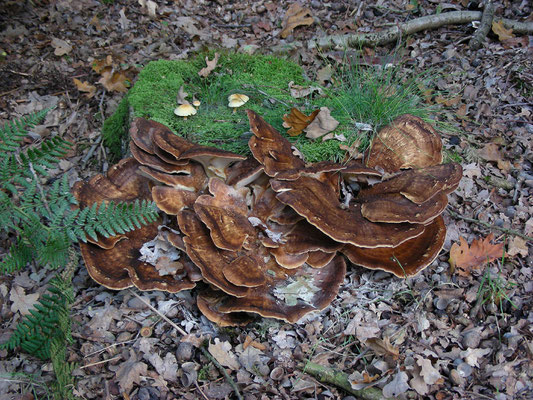 Meripilus giganteus - Reuzenzwam