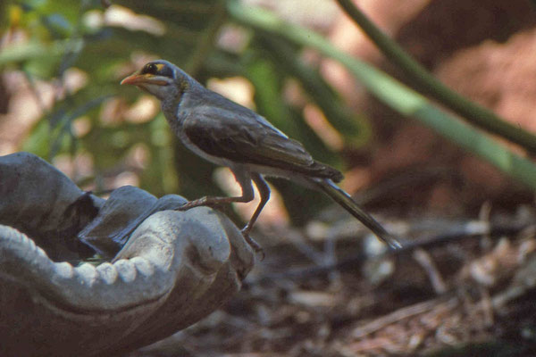Yellow-throated Miner