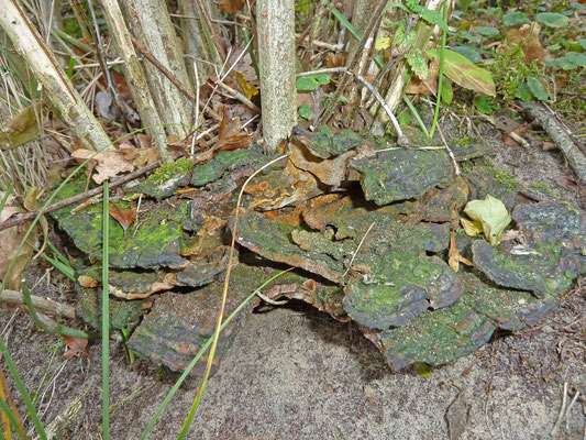 Phylloporia ribis f. evonymi - Kardinaalsmutsvuurzwam