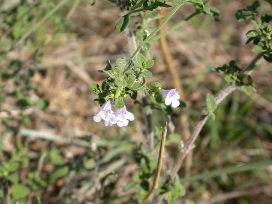 Calamintha nepeta - Kleine bergsteentijm