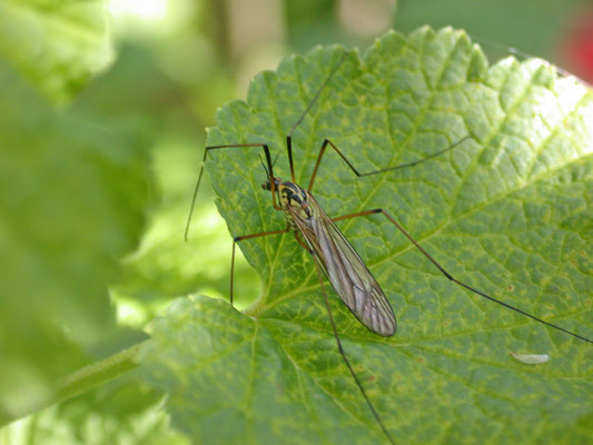 Nephrotoma appendiculata - Hoefijzertijger