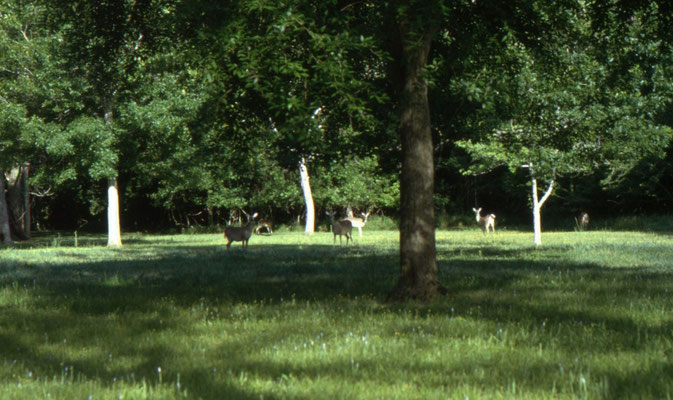 Witstaartherten (White-tailed Deer) bij de ingang van State Park