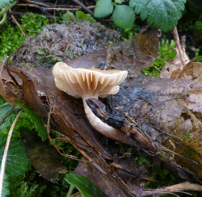 Pholiota oedipus - Donsvoetbundelzwam (Meottomyces dissimulans)