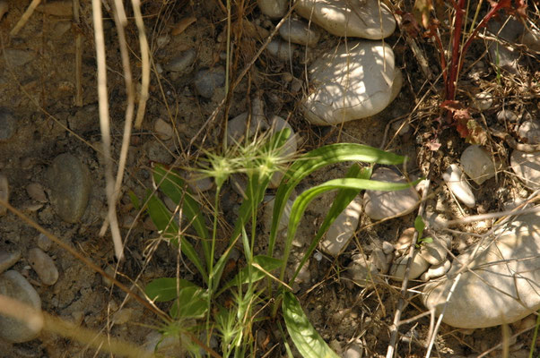 Aegilops geniculata