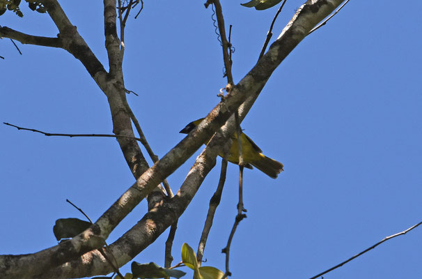 Yellow-green Grosbeak