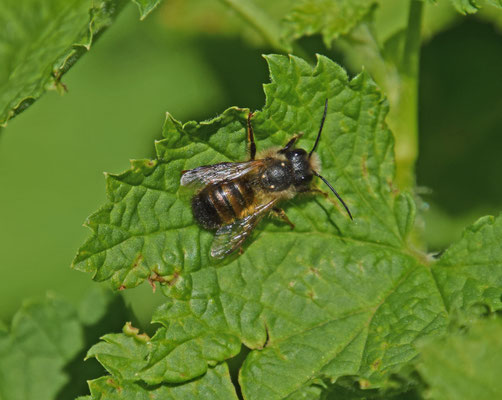Osmia bicornis - Rosse metselbij