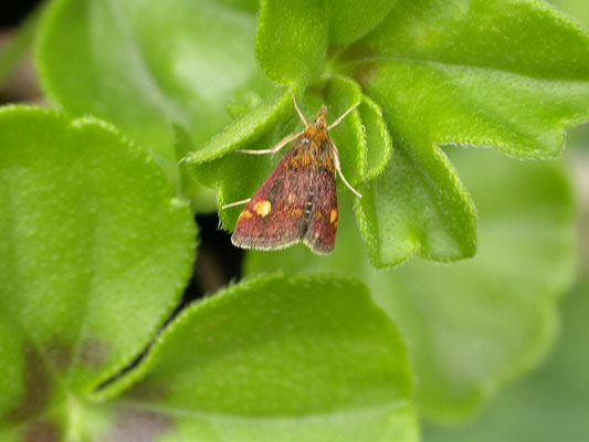 Pyrausta aurata - Muntvlindertje