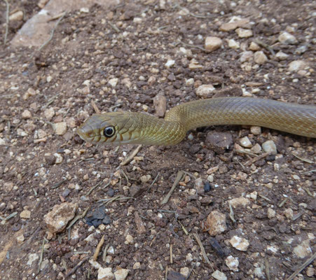 Eirenis decemlineatus
