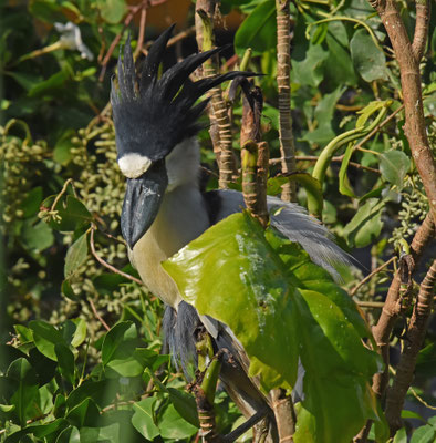 Boat-billed Heron