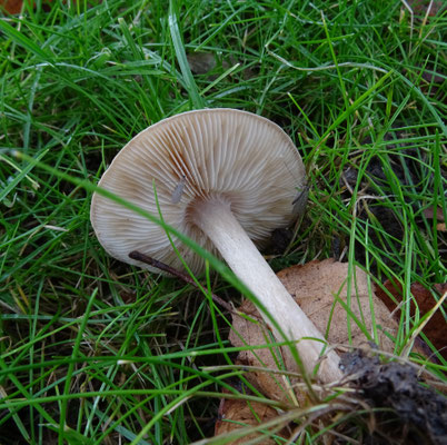 Melanoleuca polioleuca - Zwartwitte veldridderzwam