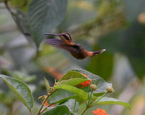 Reddish Hermit