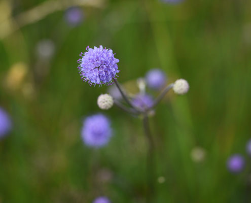 Blauwe knoop