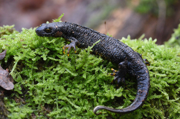 Kamsalamander, man