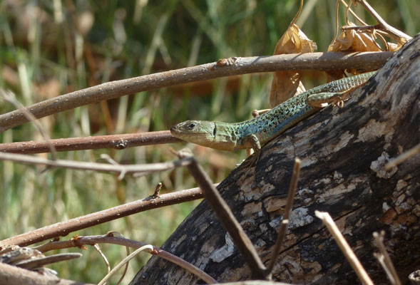 Podarcis peloponnesiacus