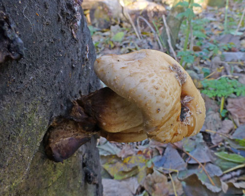 Hemipholiota populnea - Wollige bundelzwam