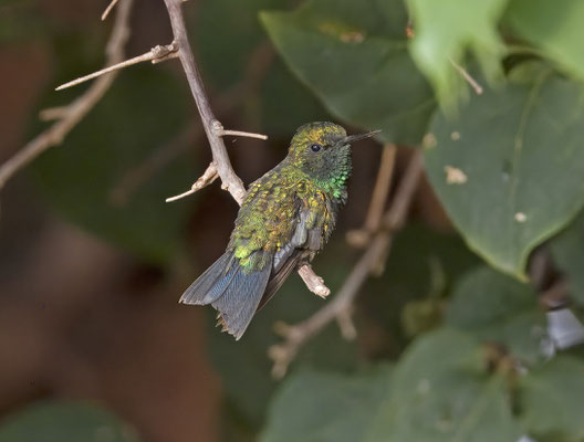 Blue-tailed Emerald