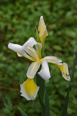 Iris orientalis