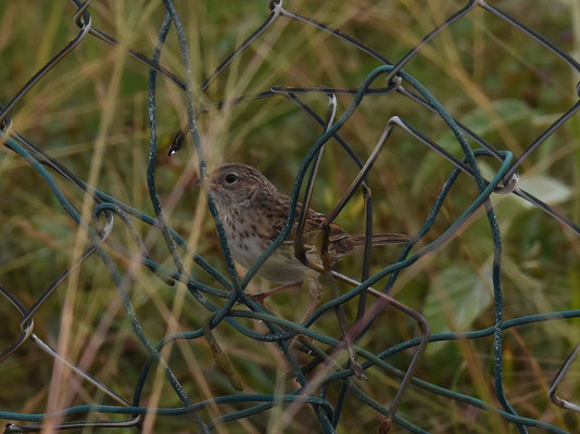 Grassland Sparrow