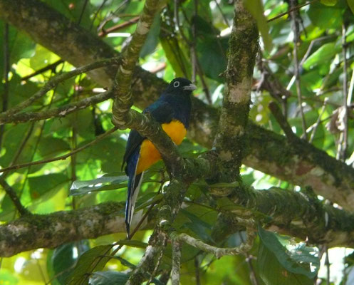 White-tailed Trogon