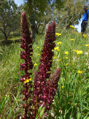 Orobanche foetida - Stinkende bremraap