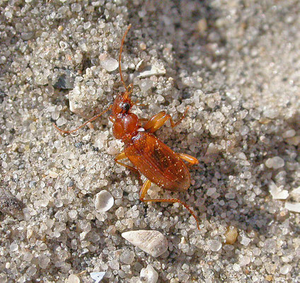 Leistus ferrugineus