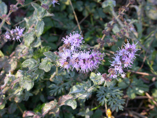 Mentha pulegium - Polei