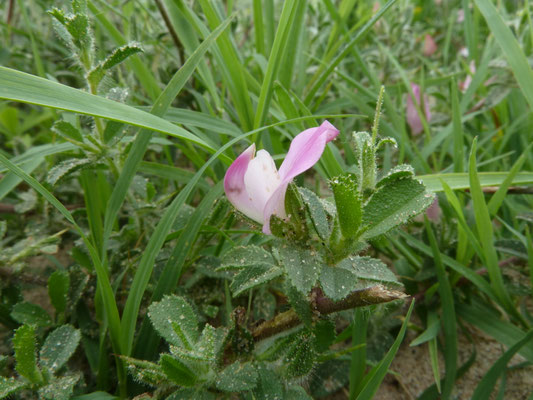 Ononis spinosa subsp. procurrens - Kruipend stalkruid