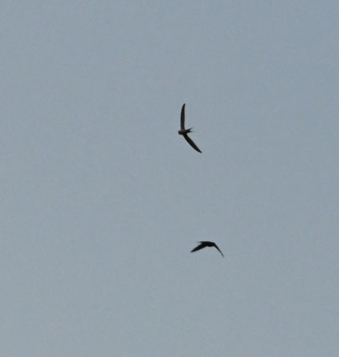 Cypsiurus parvus - African Palm-Swift