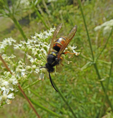 Vespula rufa - Rode wesp