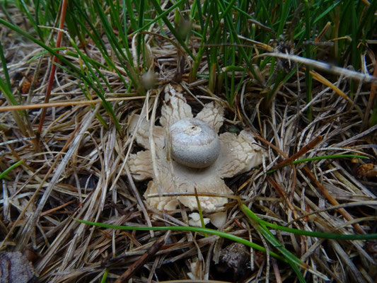 Geastrum berkeleyi - Grote ruwe aardster; Tirol Oostenrijk