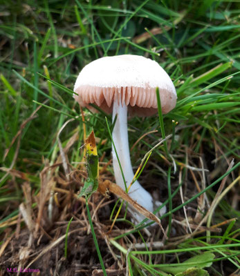 Volvariella pusilla - Kleine beurszwam