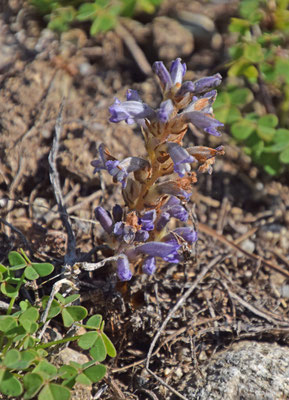 Orobanche ramosa - Hennepvreter