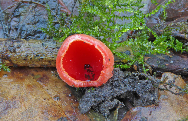 Sarcoscypha coccinea - Rode kelkzwam