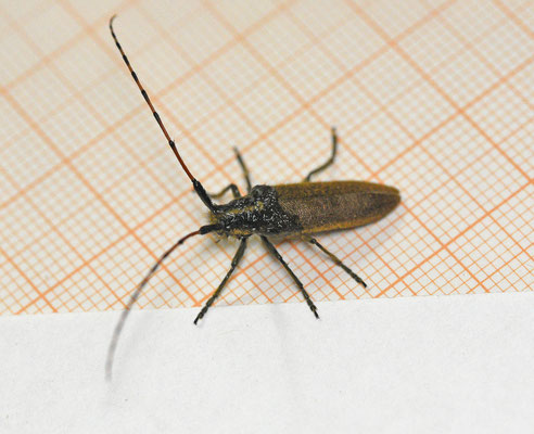 Agapanthia dahli