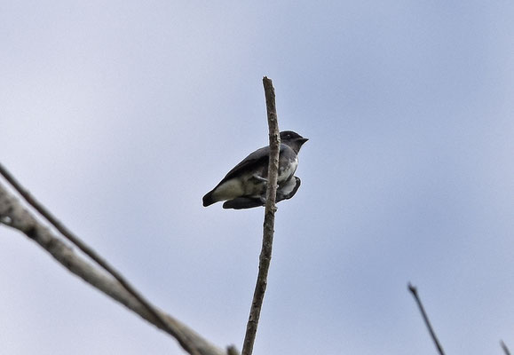 Dusky Purpletuft