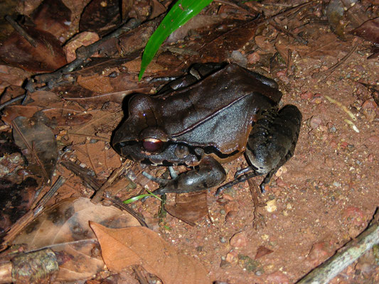 Leptodactylus pentadactylus - Smoky Jungle Frog, South American Bullfrog
