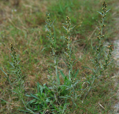 Omalotheca sylvatica - Bosdroogbloem