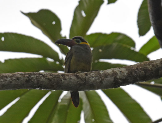 Guianan Toucanet