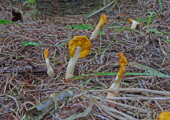 Spathularia flavida - Dooiergele spatelzwam