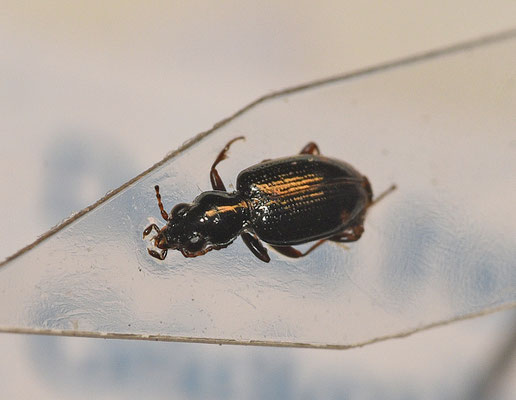 Bembidion tenellum