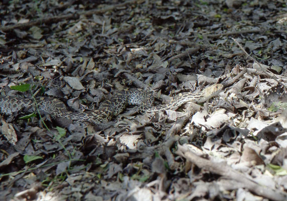 Bull Snake