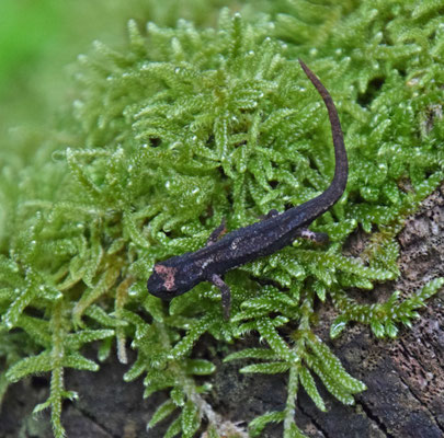 Salamandrina perspicillata - Noordelijke brilsalamander