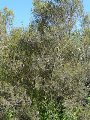 Tamarix gallica - Franse tamarisk