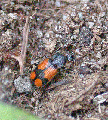 Panagaeus crux-major