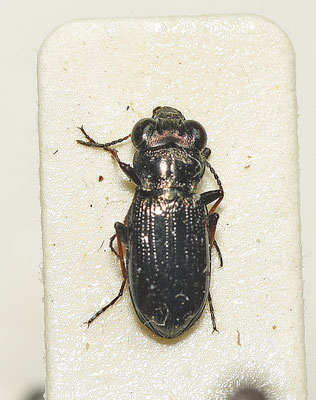 Notiophilus palustris - Moerasspiegelloopkever