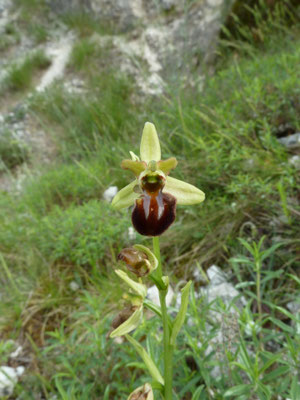 Ophrys sphegodes - Spinnenophrys