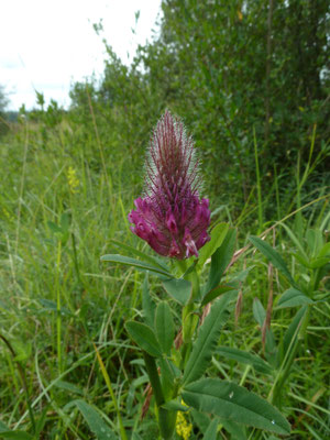 Trifolium rubens - Purperen klaver