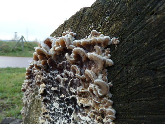 Auricularia mesenterica - Viltig judasoor